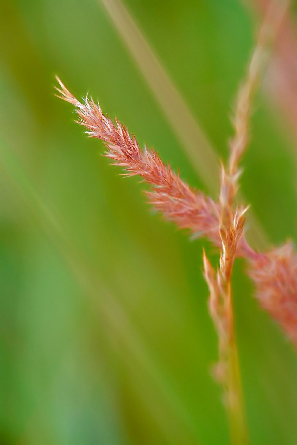 darf man weitergehen wenn sich gräser vor dem weg kreuzen ... ?