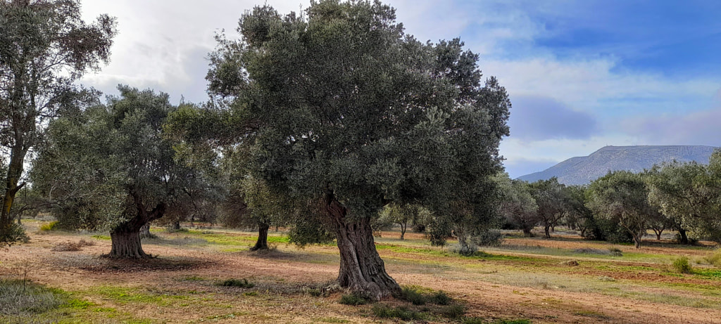 The Olive Tree by George Amfilochia on 500px.com