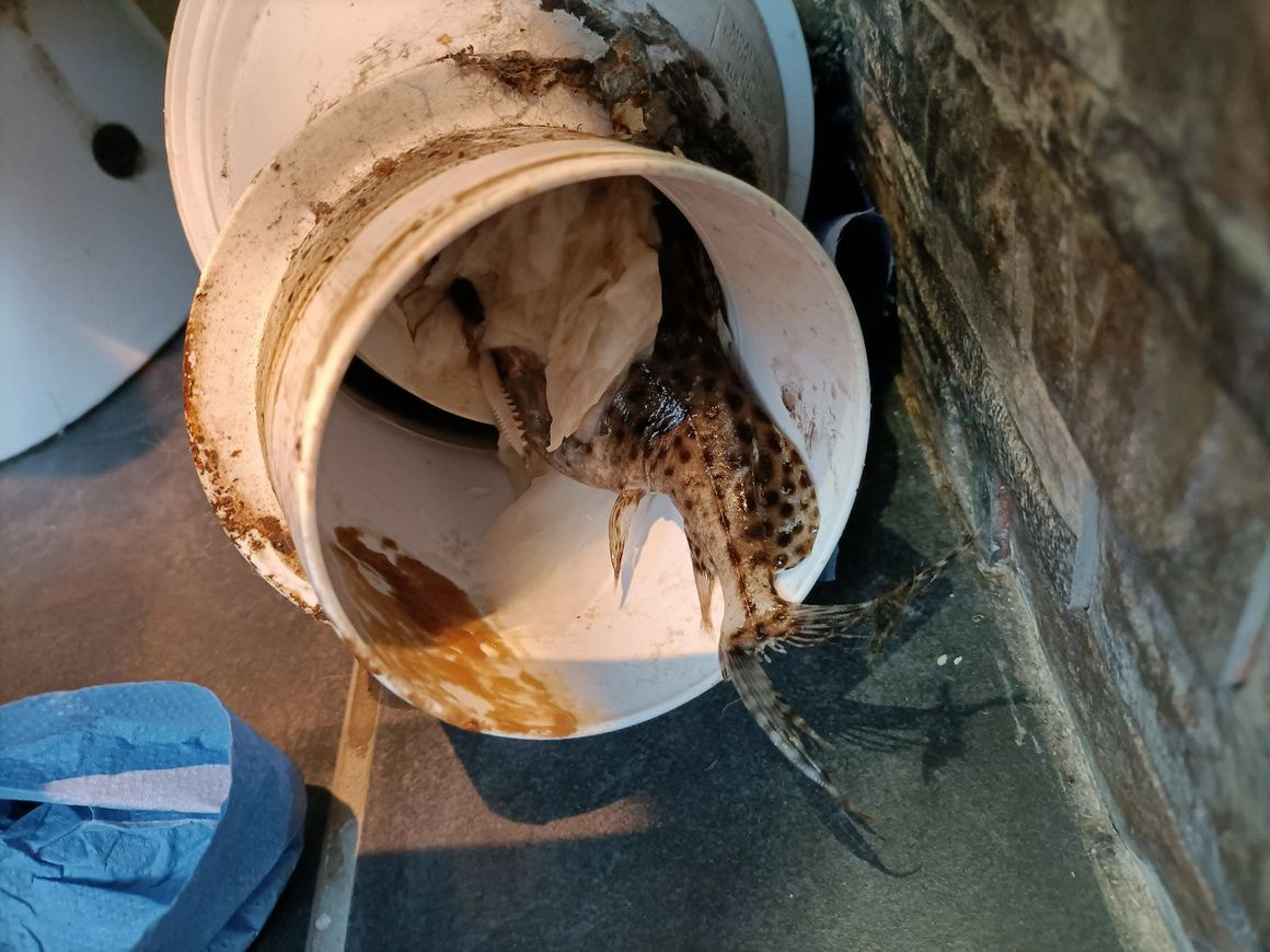 Drain Pipe Replacement