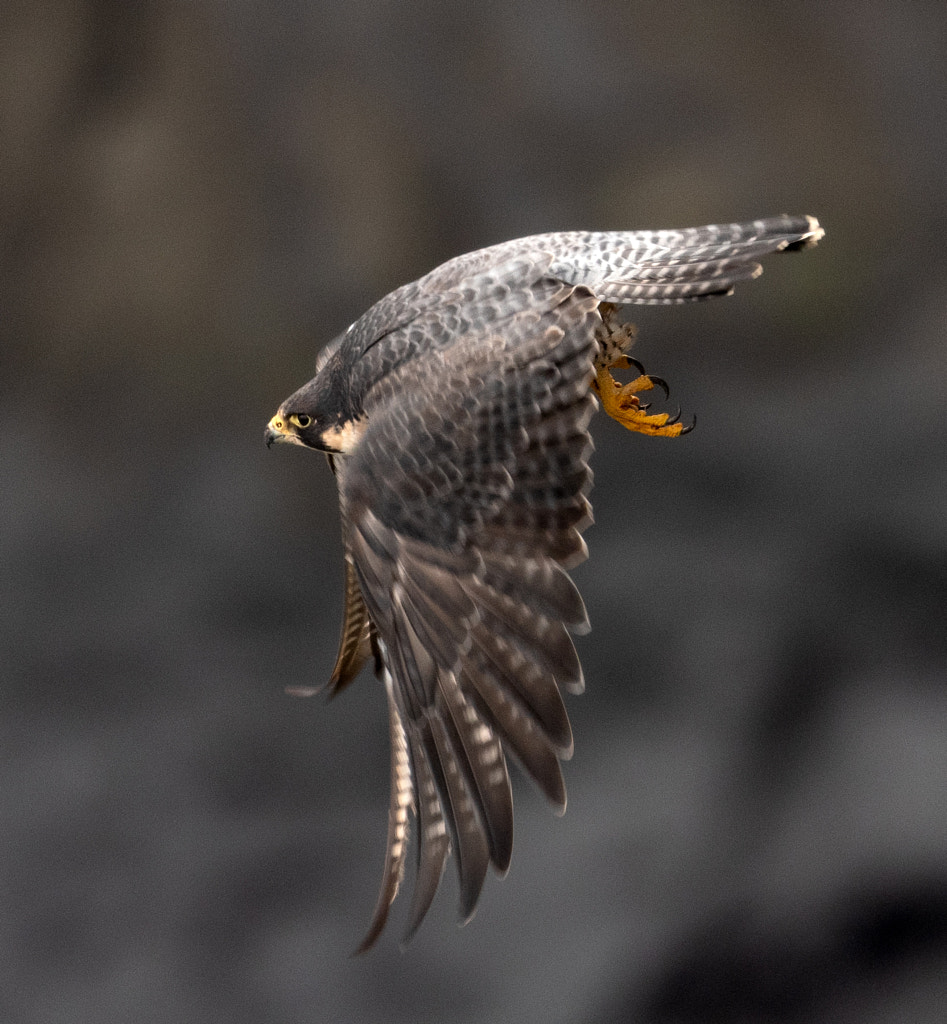 Peregrine Falcon by Geoff Smith / 500px