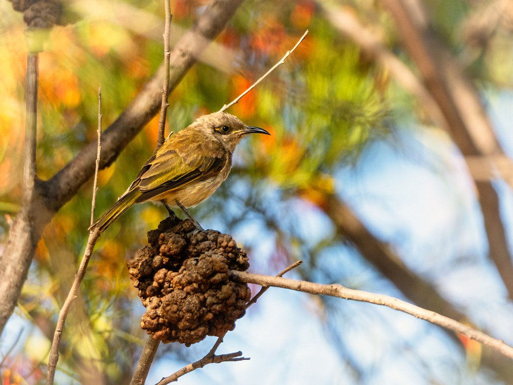 Djindjokoor by Paul Amyes on 500px.com