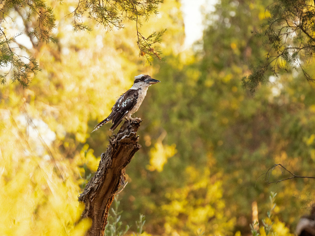 Kaa-kaa by Paul Amyes on 500px.com