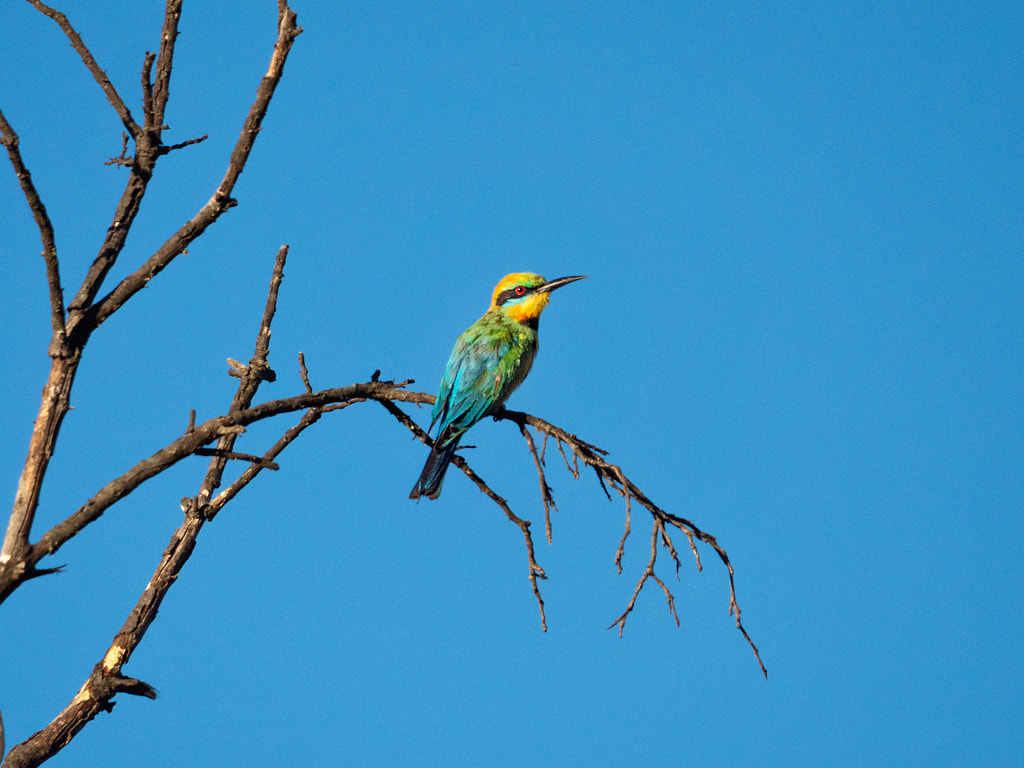 Birin-birin by Paul Amyes on 500px.com