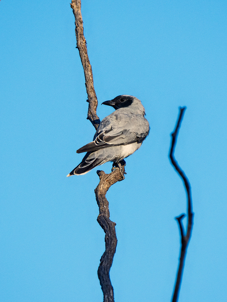 Noolarko by Paul Amyes on 500px.com
