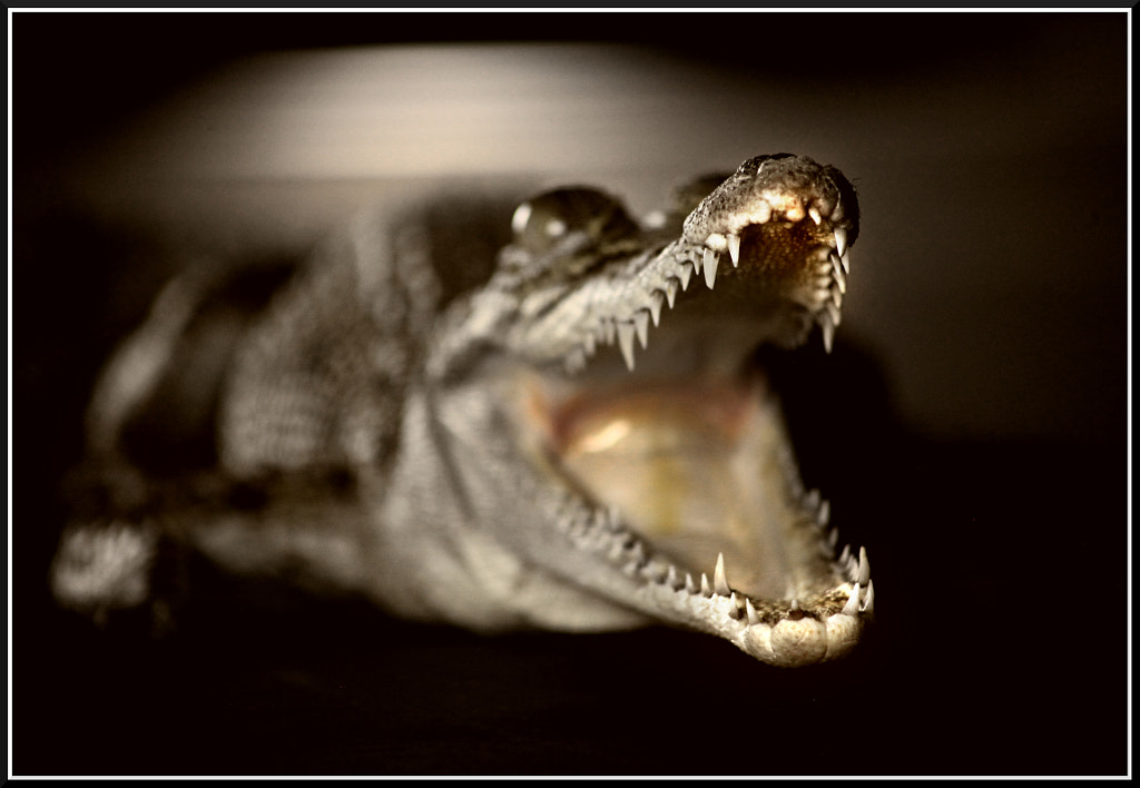 FWC VI by Justin B. on 500px.com