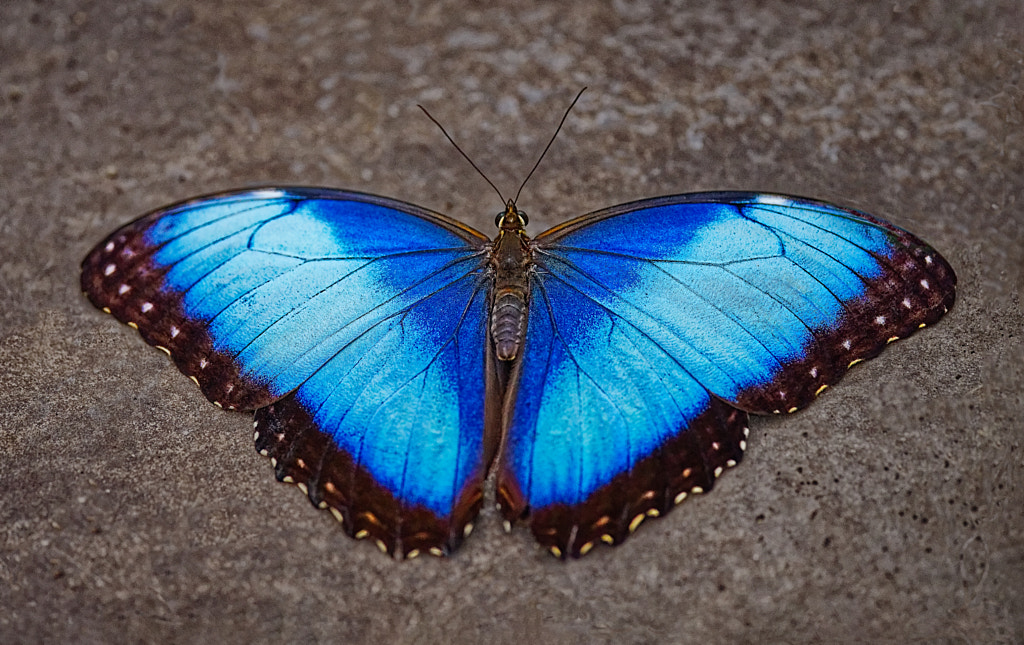 Big blue butterfly by Gerry Legere / 500px