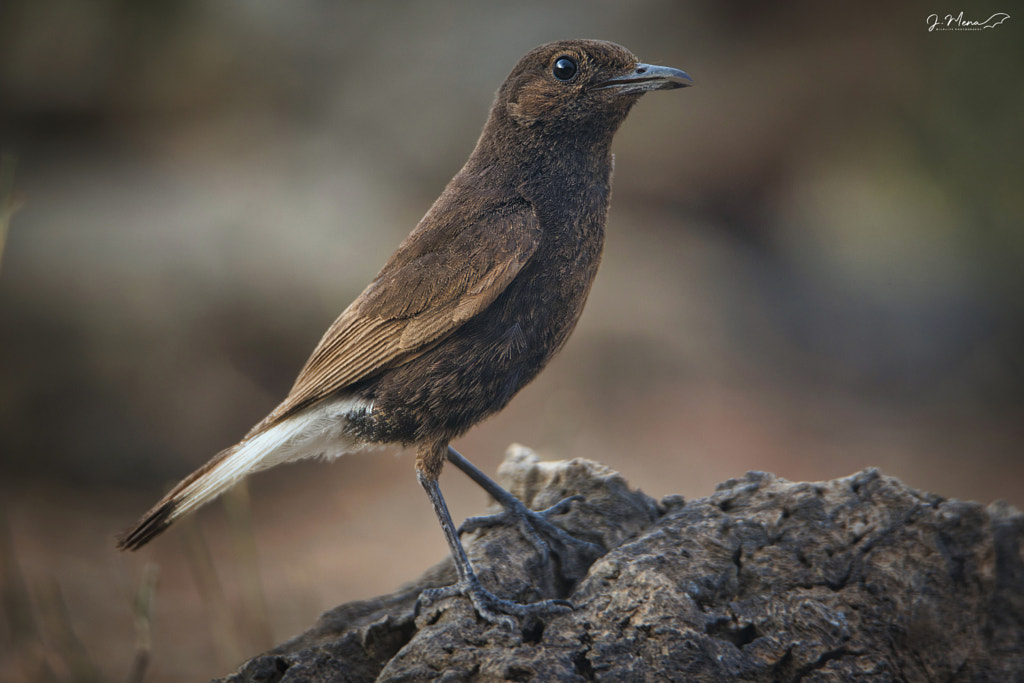 Oenanthe leucura by Jose Mena Álvarez / 500px