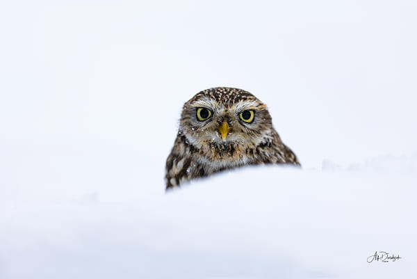 Little owl cuddling in the snow by Alf Drosdziok on 500px.com
