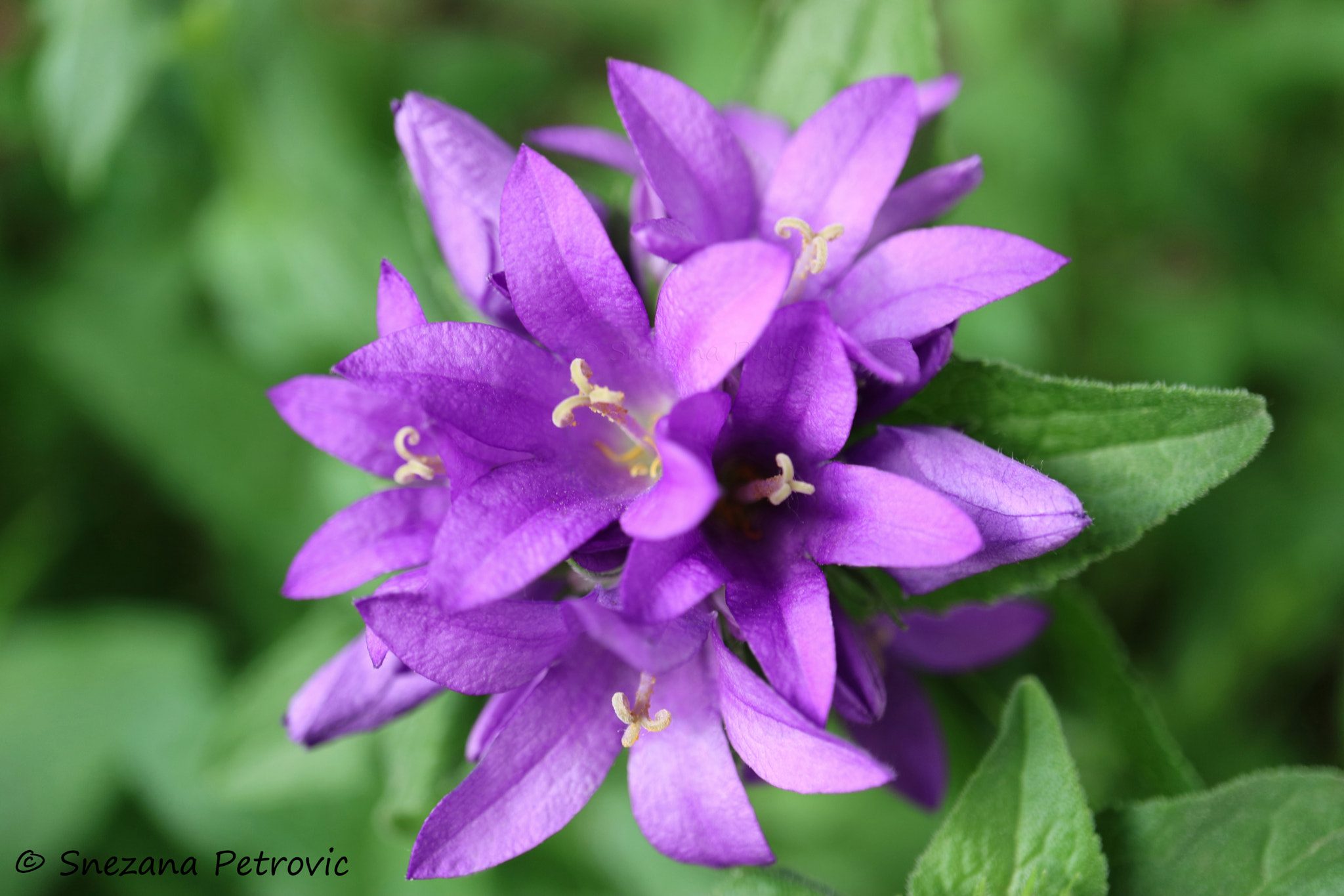 Purple Bell Flowers In The Garden by Snezana Petrovic / 500px