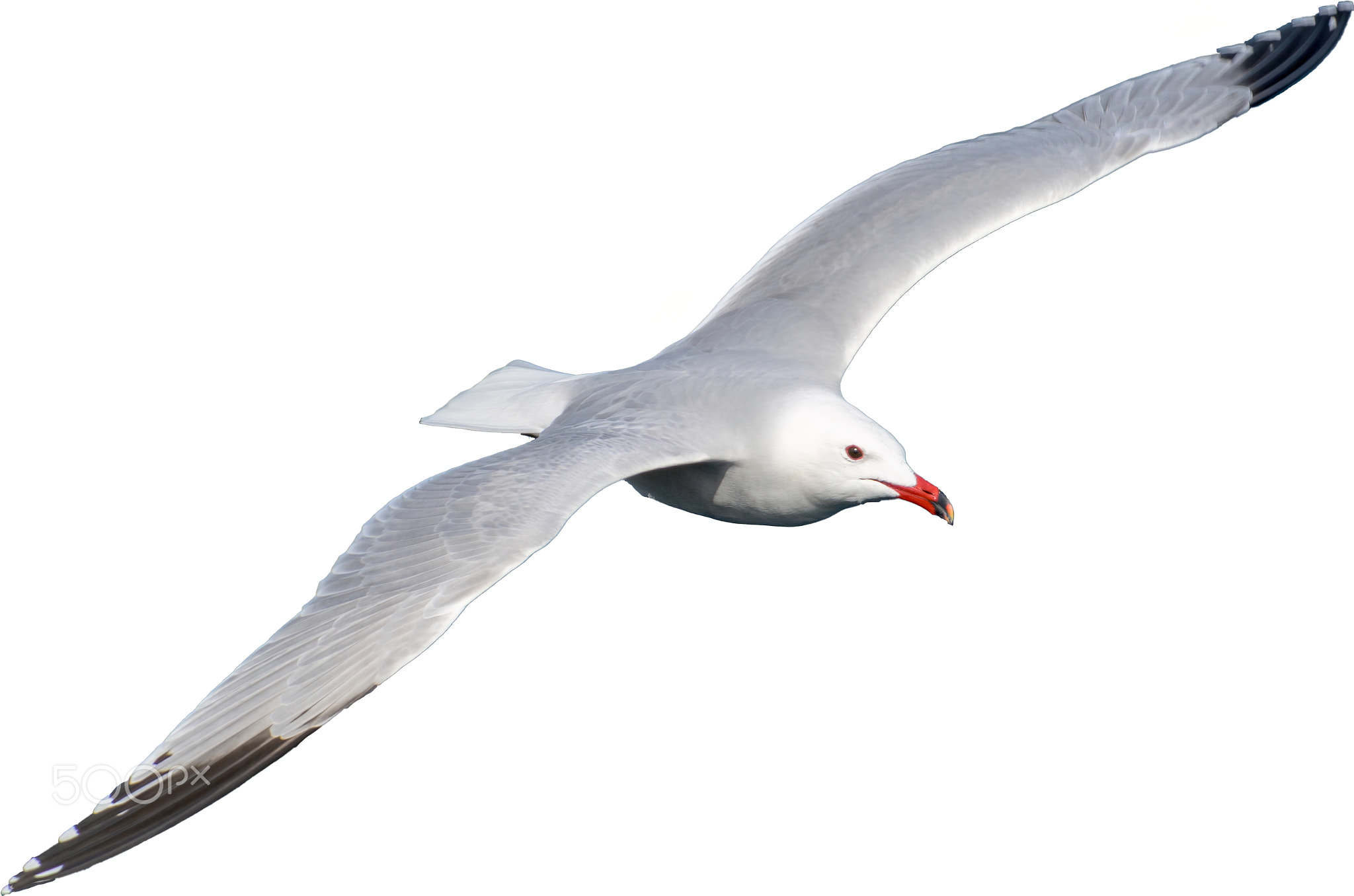 Audouin's Gull, Ichthyaetus audouinii, clipping on white background