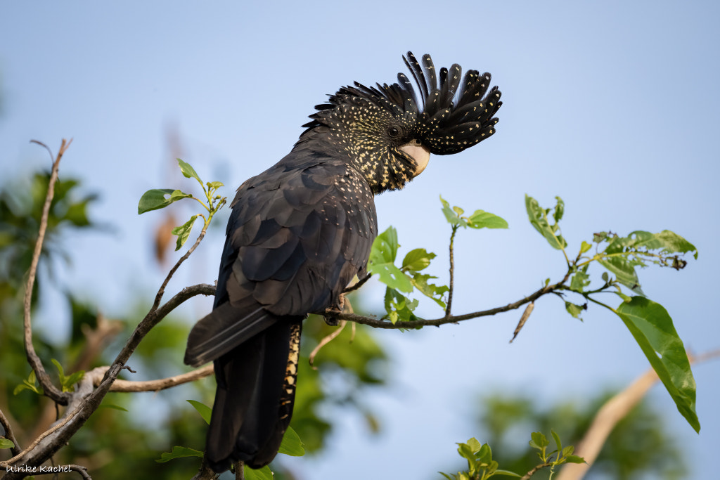 female redtailed blackcockatoo by Ulrike Kachel / 500px