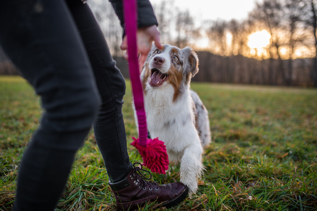 La section basse de femme avec chien jouant sur terrain par Iza ?yso ?  sur 500px.com