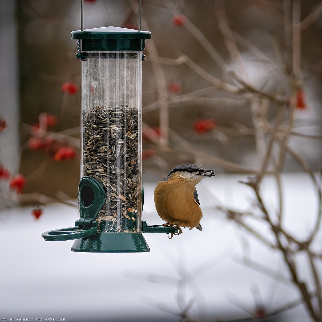 Extra ration for Nuthatch and Co. by Robert Schüller / 500px