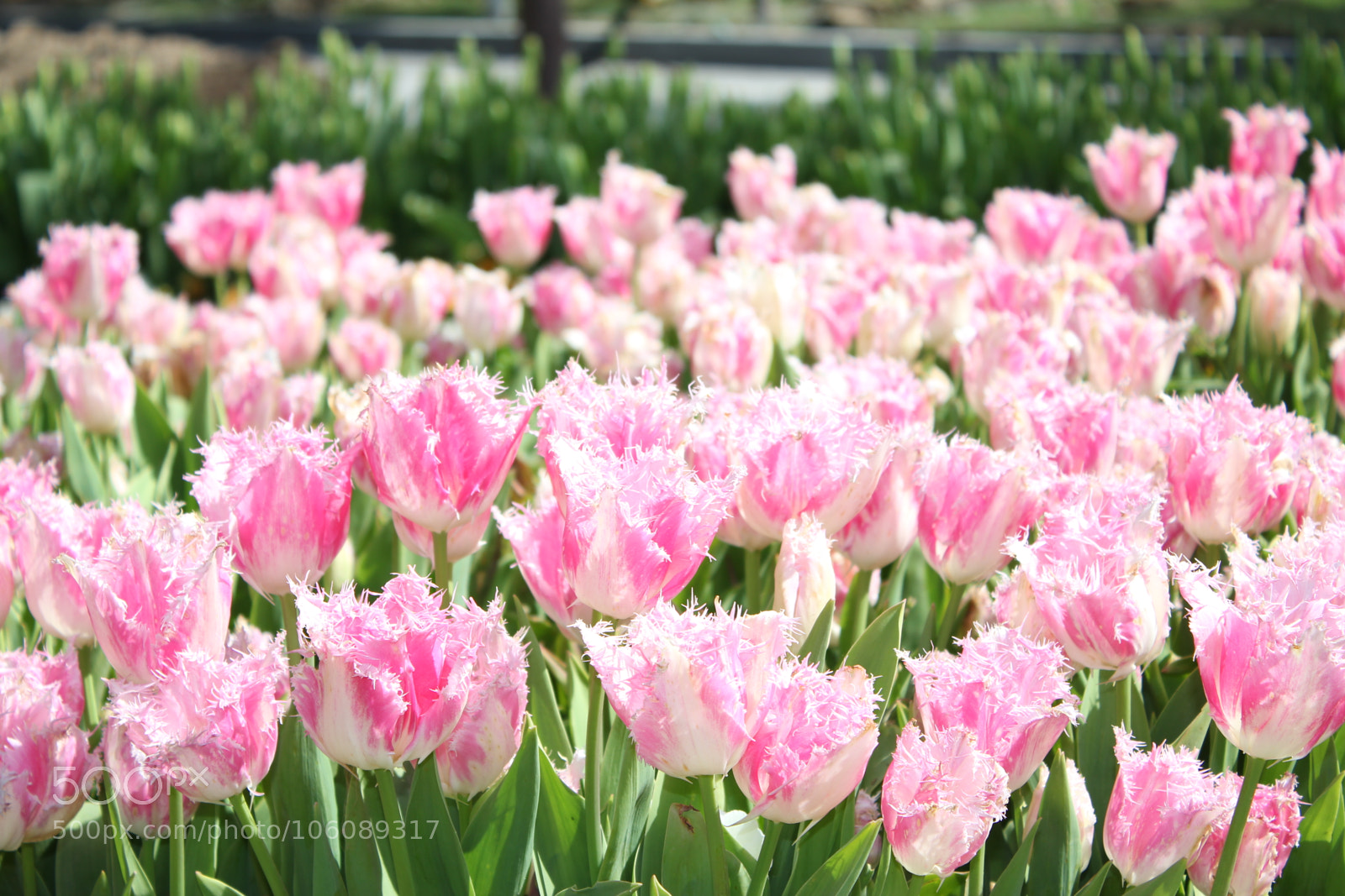 Canon EOS 60D sample photo. Sweet pink photography