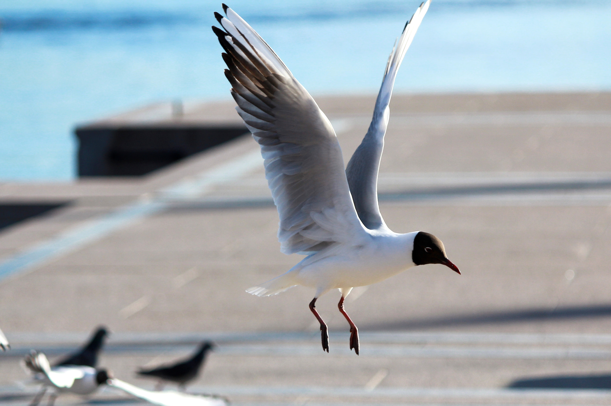 Canon EF-S 55-250mm F4-5.6 IS sample photo. Landing photography