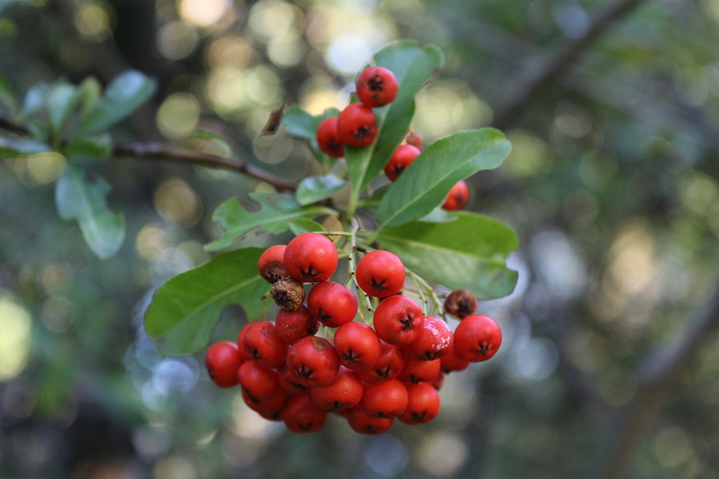 PYRACANTHA CRENULATA by Cemil Gokce / 500px