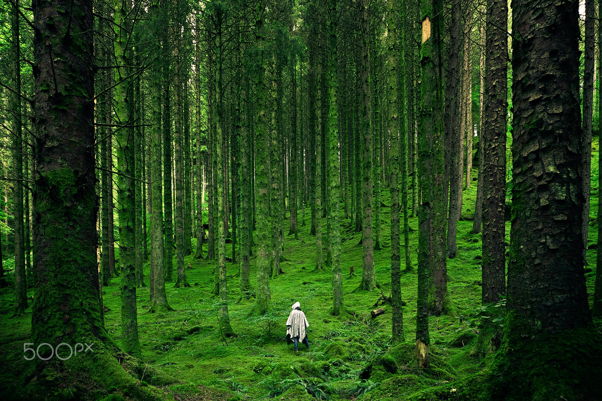 Pemandangan Di Hutan