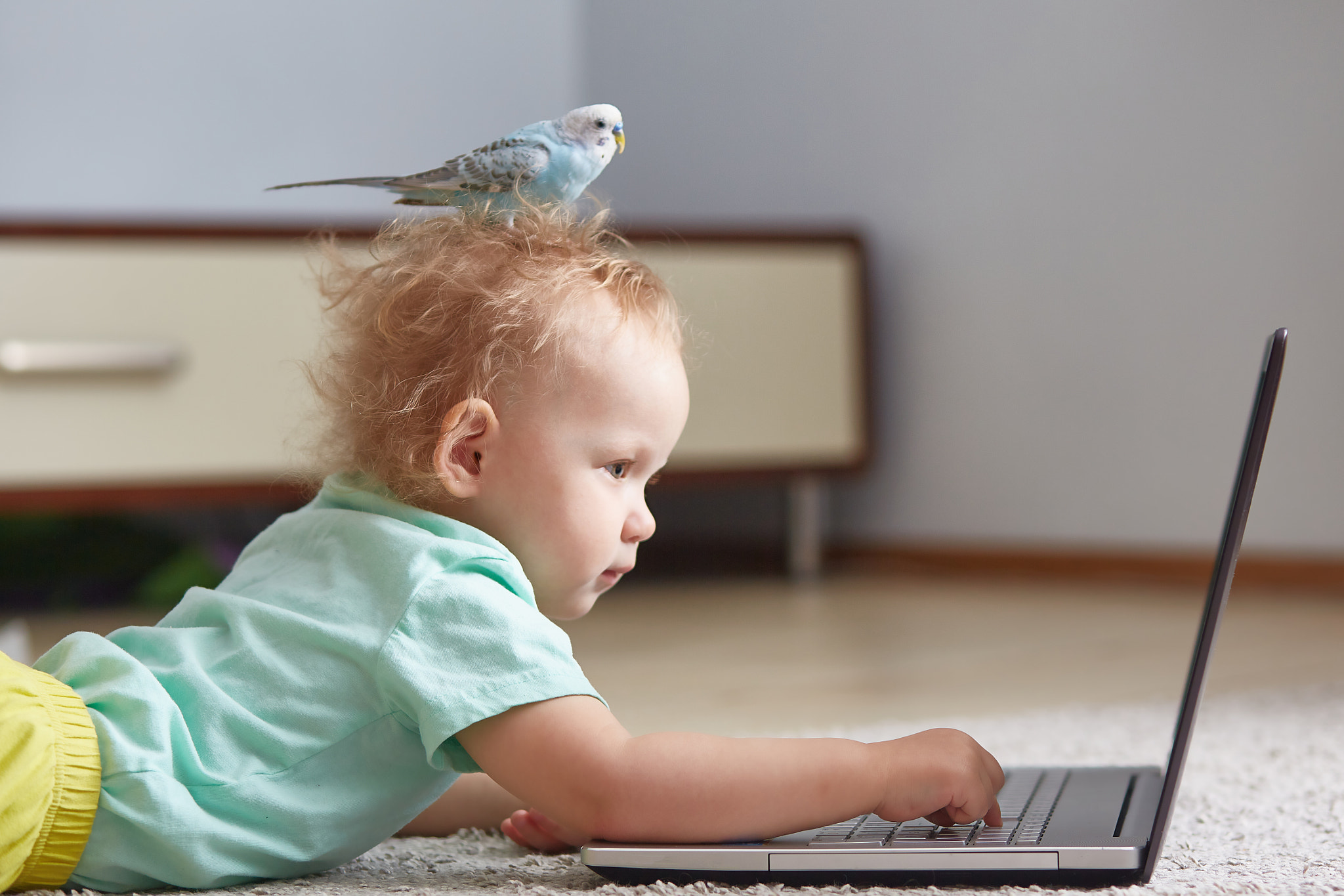 little kid is sitting at home at a laptop with a pet on his head.