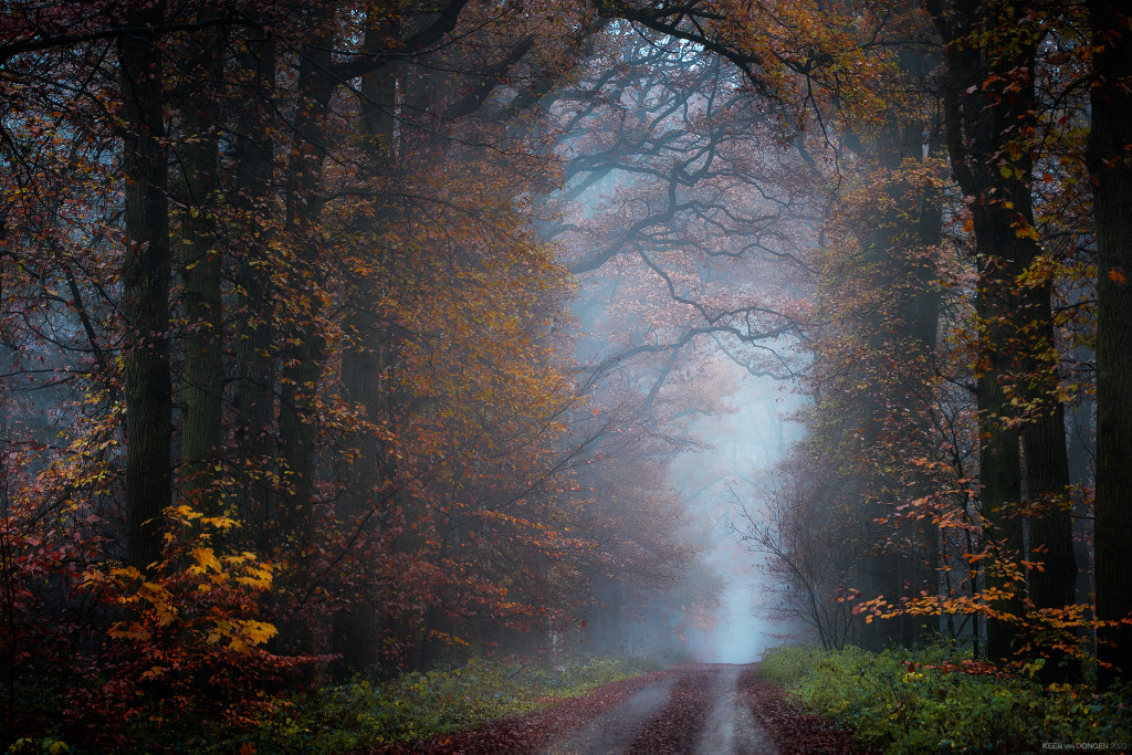 Autumn Morning by Kees van Dongen / 500px