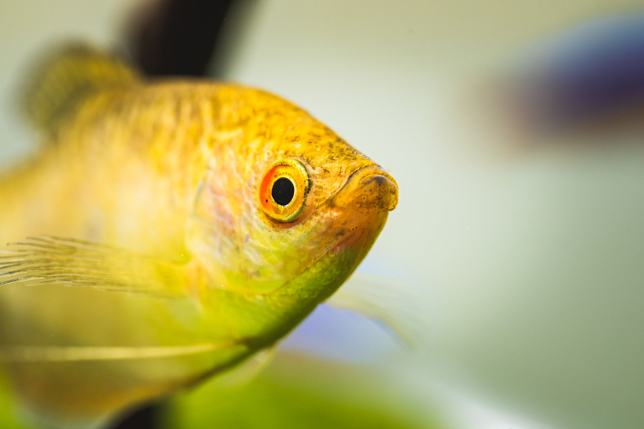 Aquarium Fish Golden gourami Trichogaster trichopterus Gold