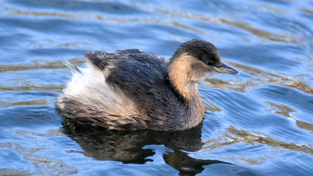 Female Little Grebe... by A. Amerikali / 500px