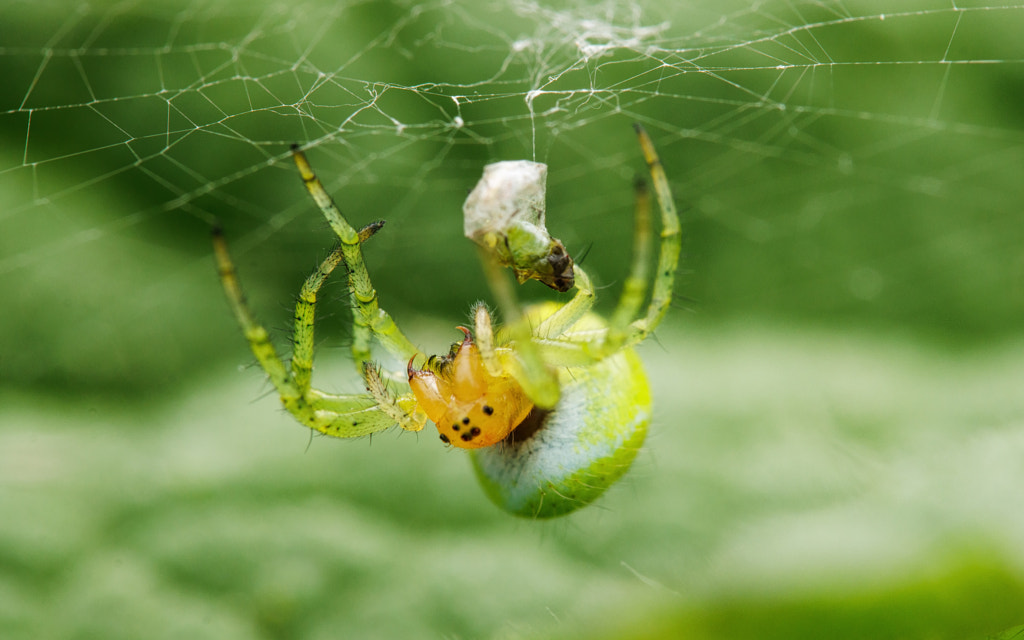 Green orb spider (Araniella sp.) by Jörg Friedhof / 500px