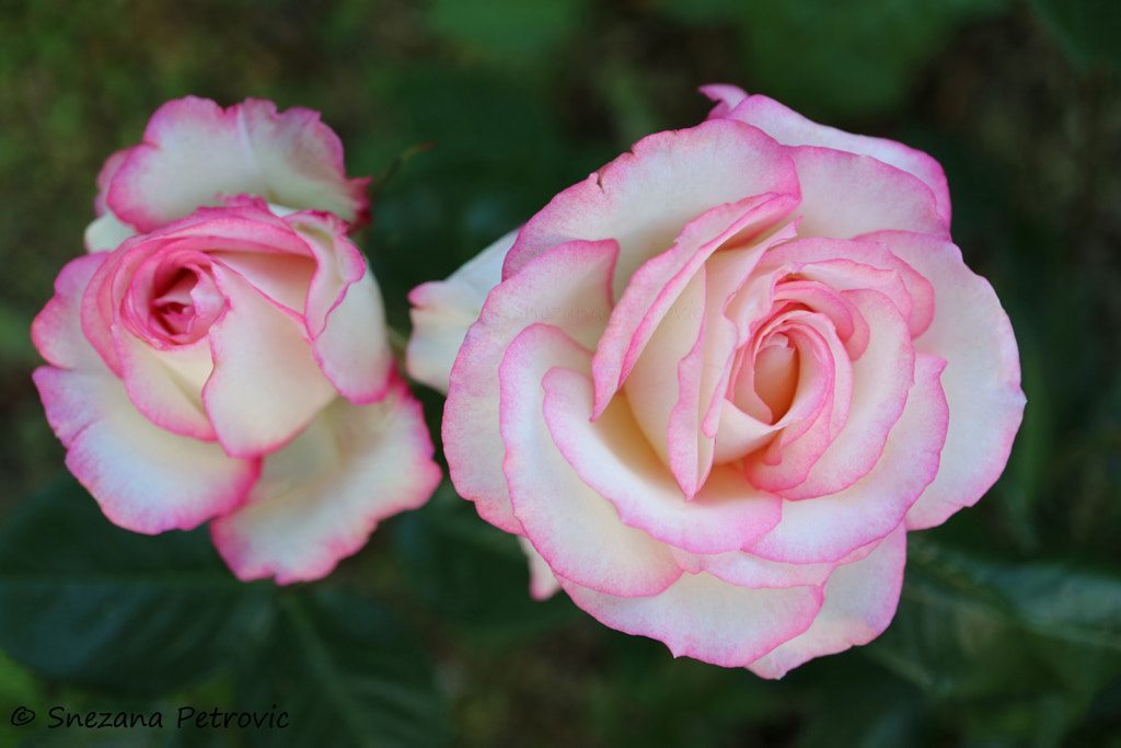 Roses With White -Pink Petals In The Garden by Snezana Petrovic / 500px