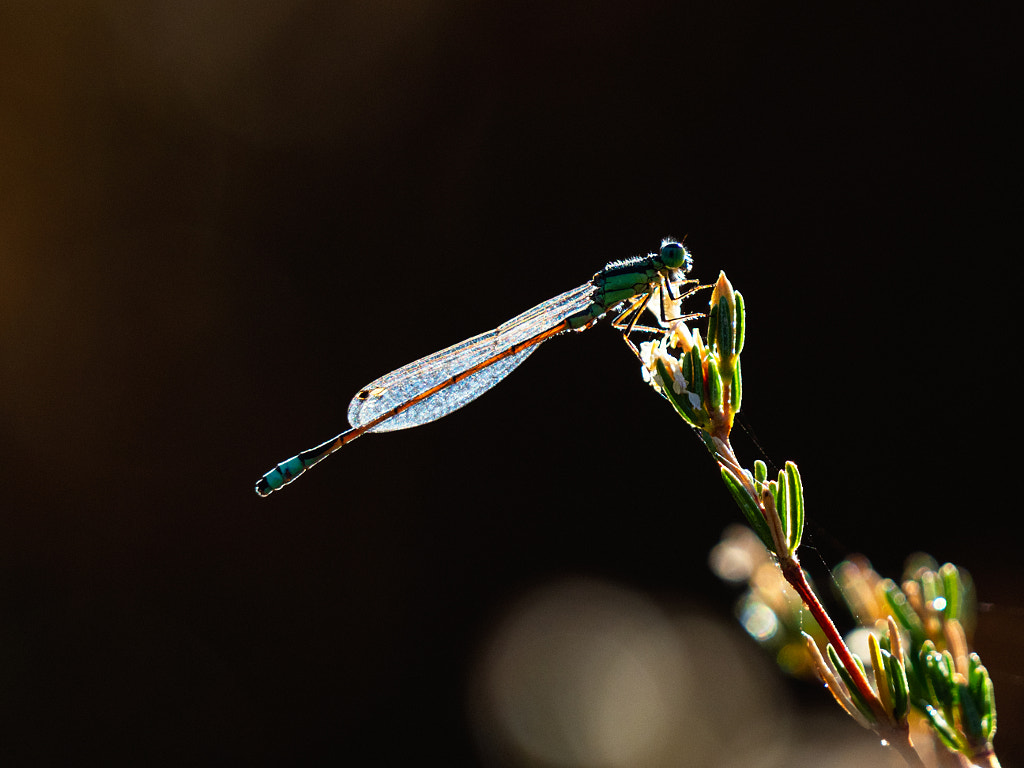 Aurora Bluetail by Paul Amyes on 500px.com