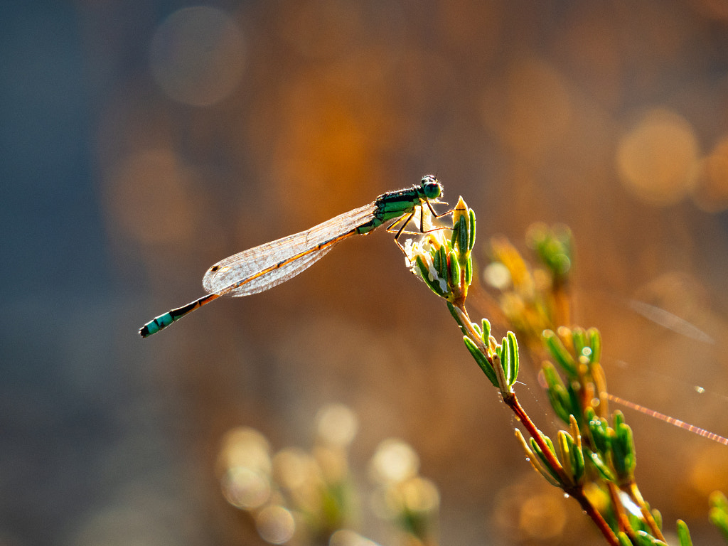 Aurora Bluetail by Paul Amyes on 500px.com