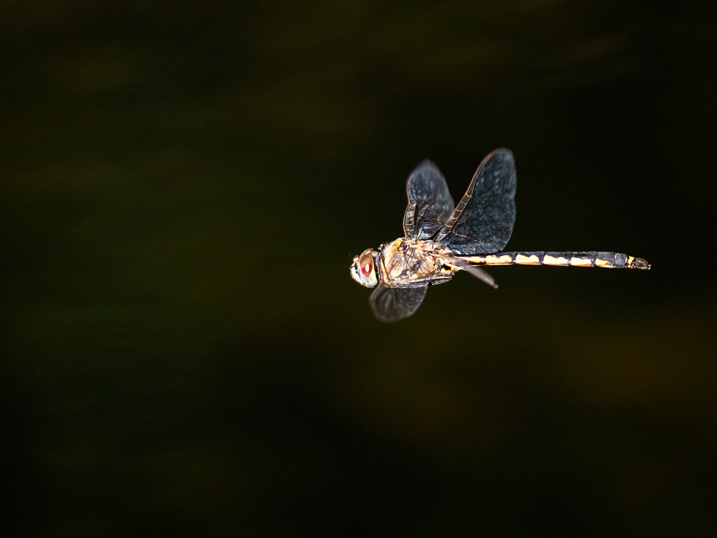 DIF - Tau Emerald by Paul Amyes on 500px.com