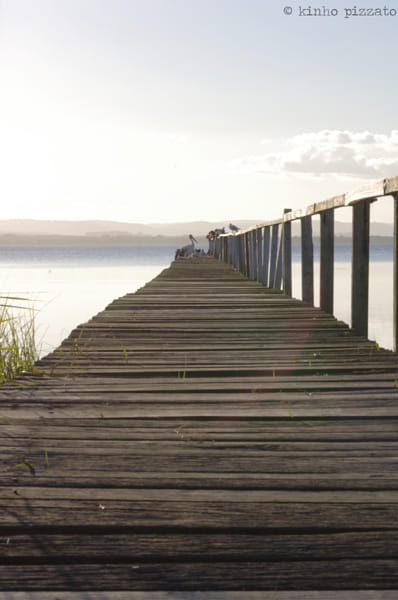 Jetty And Birds