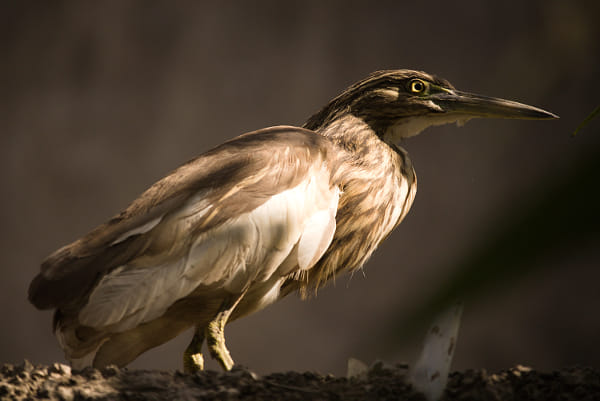 Indian Pond Heron by Girish Joshi on 500px.com