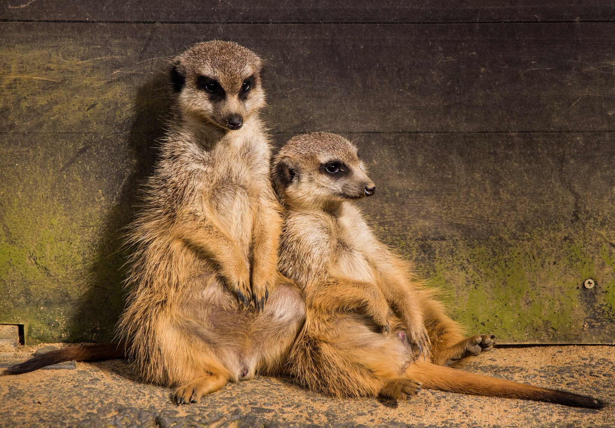 Entspannte Erdmännchen by Ingo Ahlsdorf / 500px