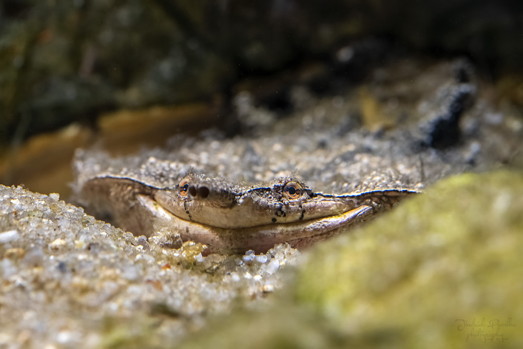 Matamata turtle (Chelus fimbriata) by Jindřich Pavelka on 500px.com