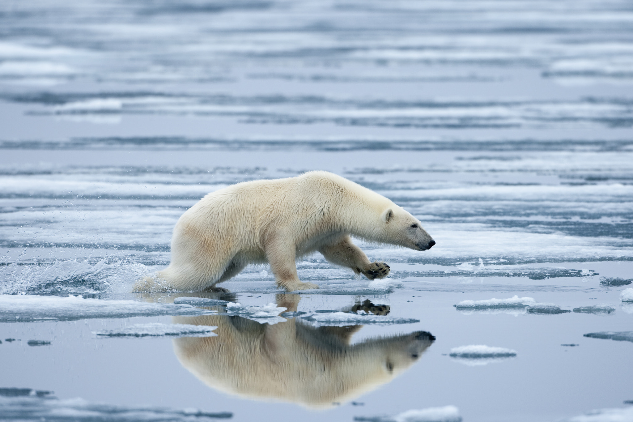 Polar Bear on Melting Ice, Svalbard, Norway by Paul Souders WorldFoto.