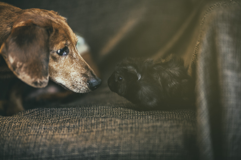 Django & Juancarlo by Pablo Reinsch on 500px.com