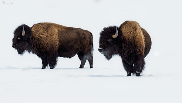 bison surviving in beautiful but icecold Yellowstone NP    P by Matthieu Gelissen on 500px.com