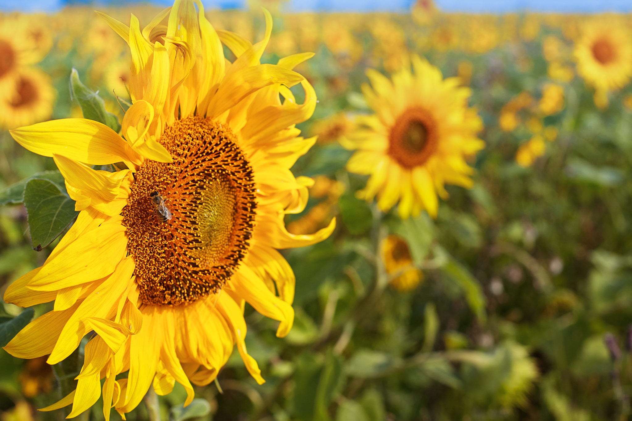 Подсолнухи