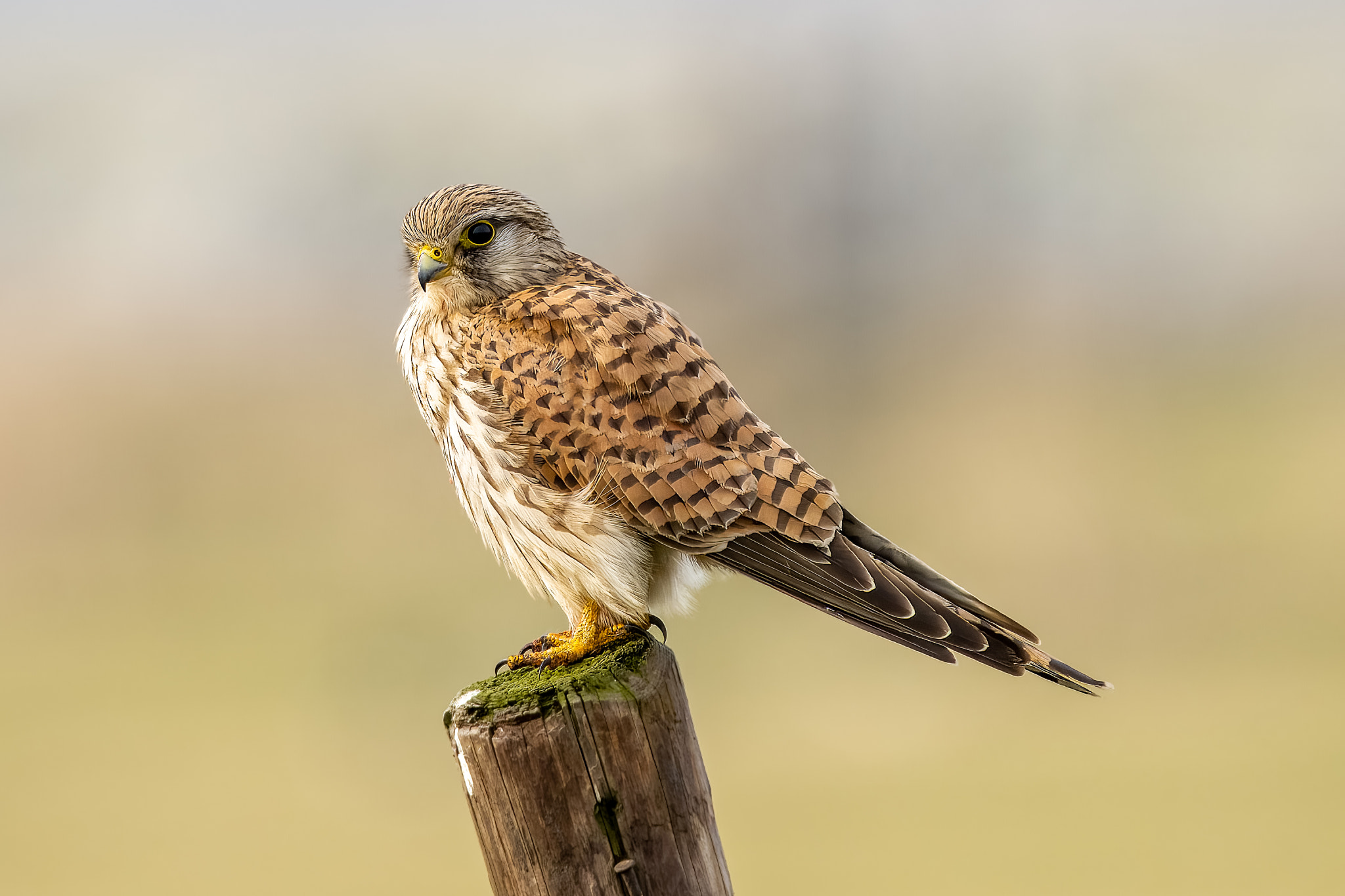 Common Kestrel, Warder, Netherlands by hennie dekker / 500px