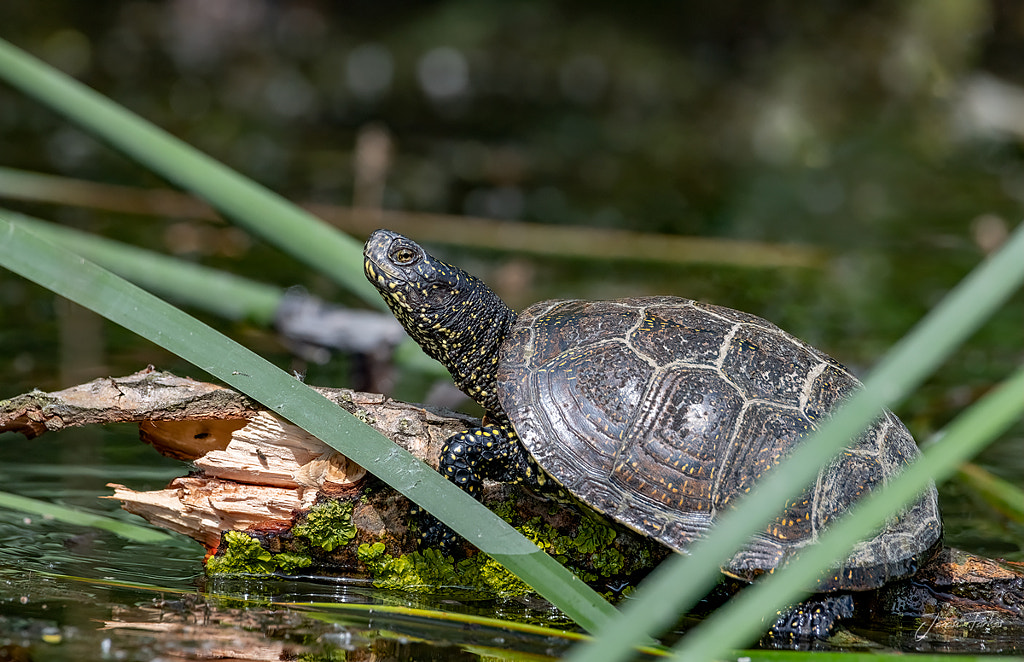 Emys orbicularis - European pond turtle - Mocsári teknős - Țestoasa ...