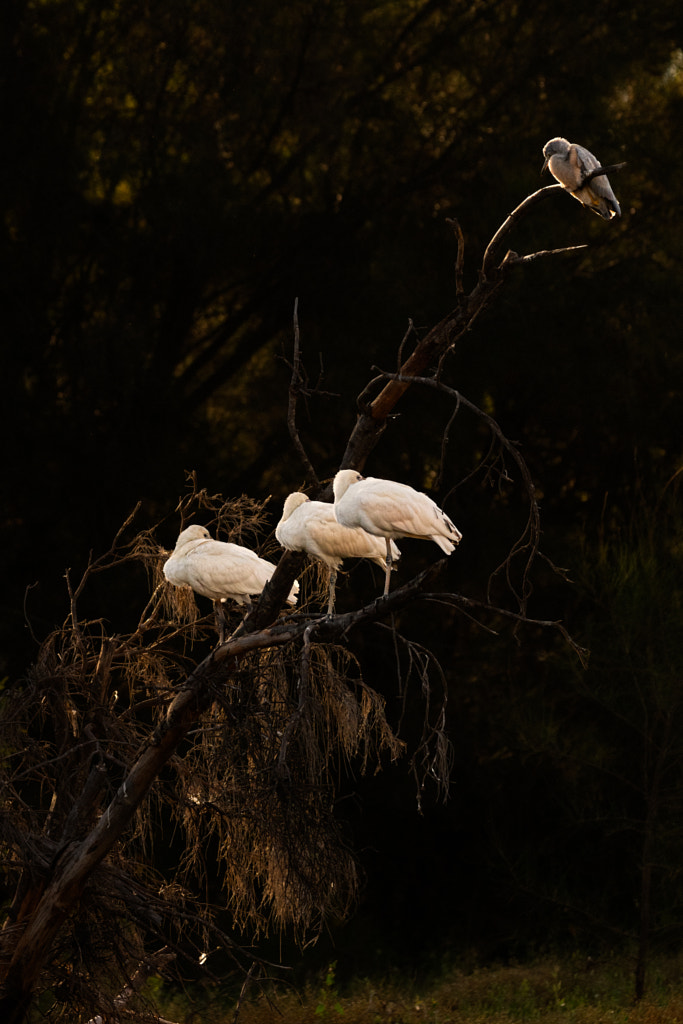 Roosting by Paul Amyes on 500px.com