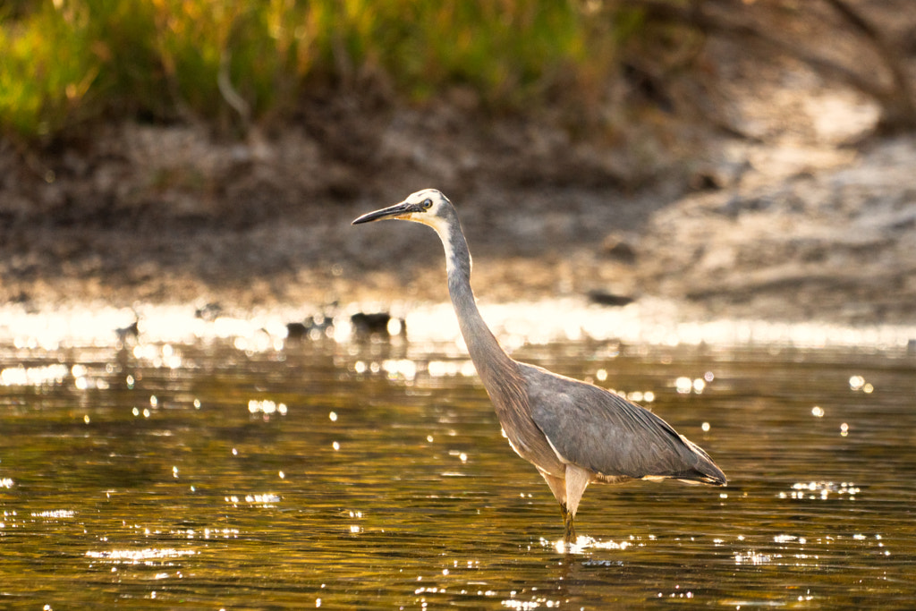 Wayan by Paul Amyes on 500px.com