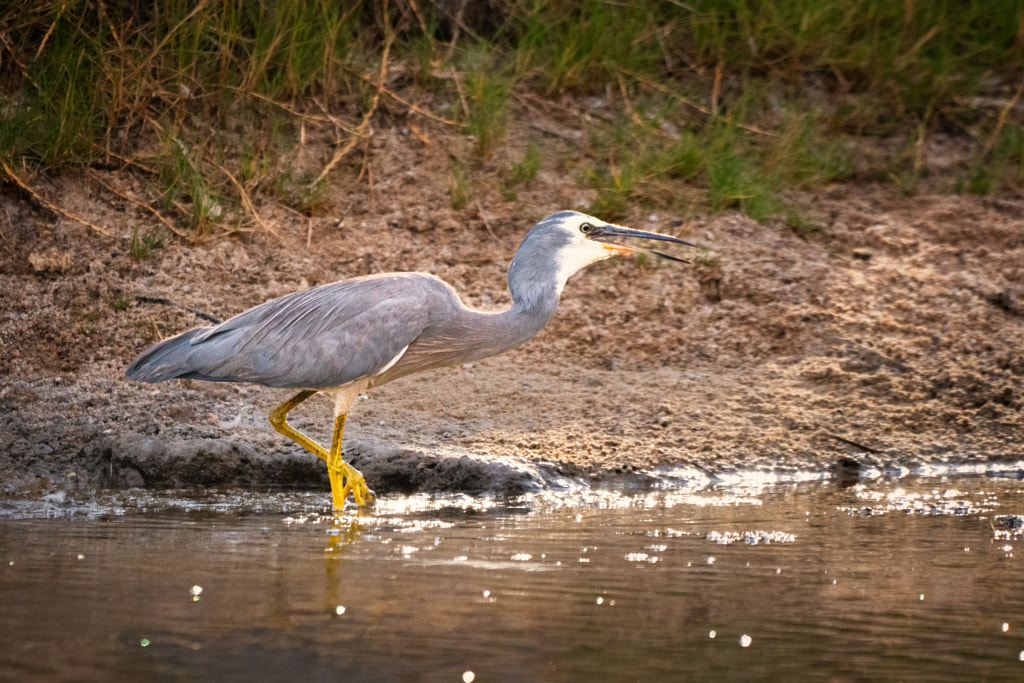 Wayan by Paul Amyes on 500px.com