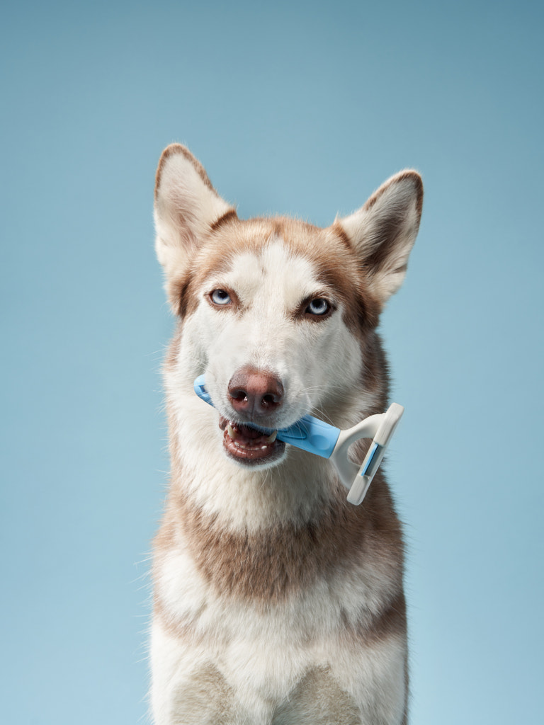 dog with comb by Anna Averianova / 500px