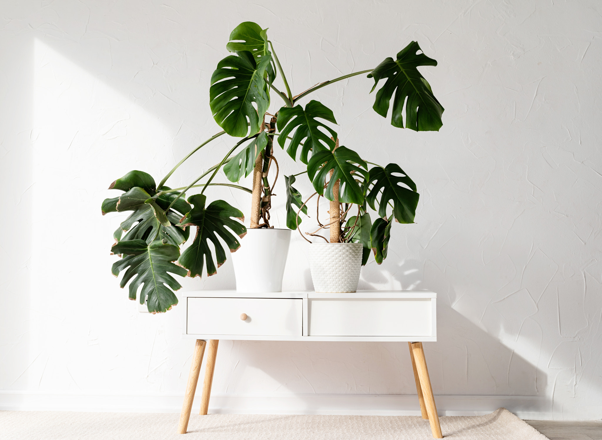 Green tropical monstera plants on toilet table in light and airy interior of room