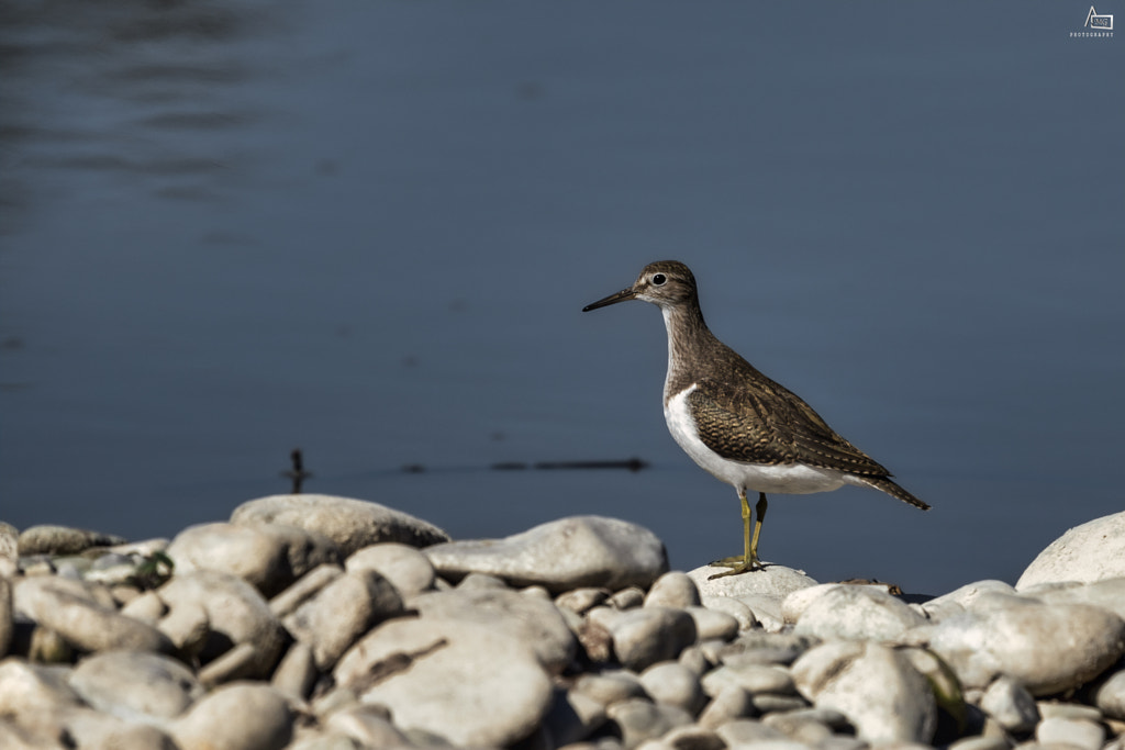 Piropiro piccolo 2.0 by Gerlando Montante / 500px
