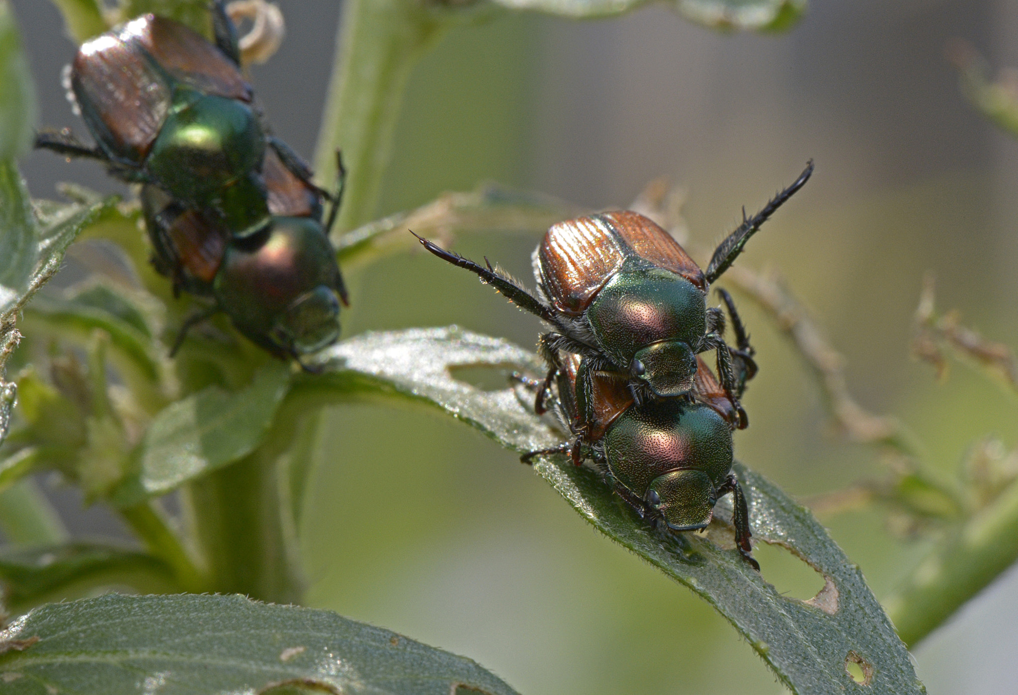 Japanese Beetles Mating