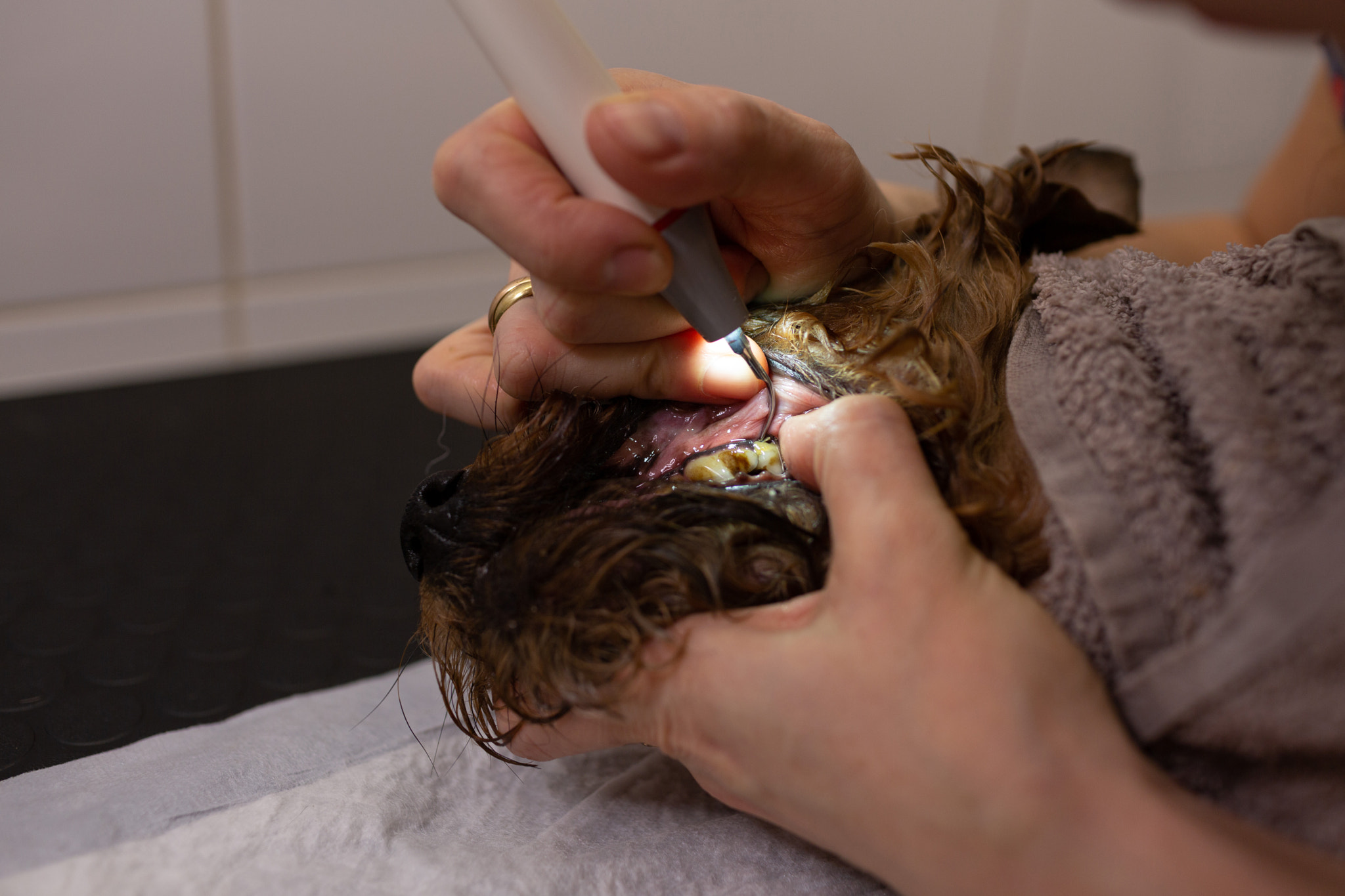 Ultrasonic teeth cleaning for a dog