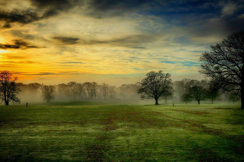 Trees on field against sky during sunset by Hilda Murray / 500px