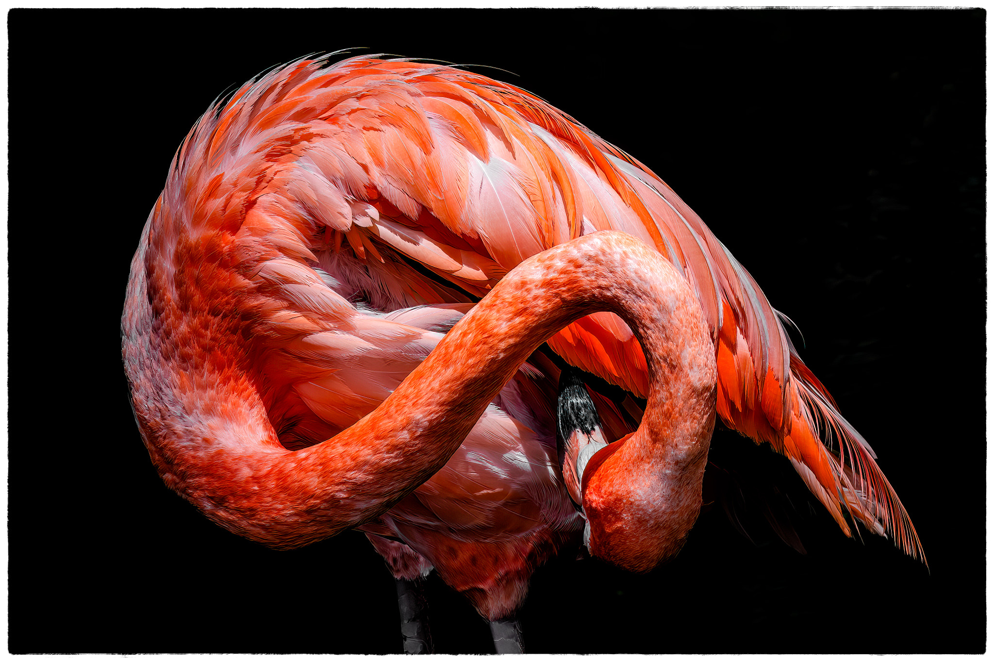 flamingo posing by Maureen Mackenzie Award winning Photographer / 500px